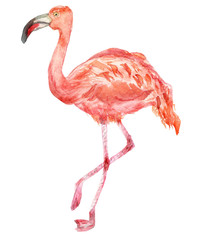 Pink watercolor Flamingo, hand-painted illustration with pink Flamingo isolated on white background.