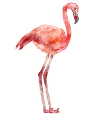Fotobehang Aquarel handgeschilderde illustratie roze flamingo wilde vogel geïsoleerd op de witte achtergrond © Natalia