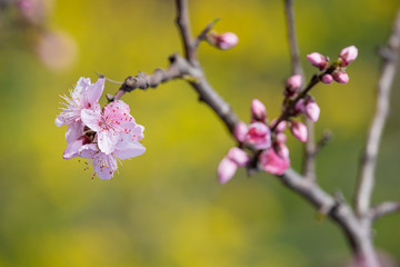 Peach blossom tree flowers close-up in spring in LongQuanYi mountains, Chengdu, China
