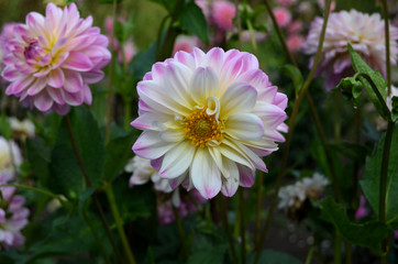Flowers in the garden