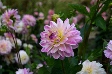 Flowers in the garden