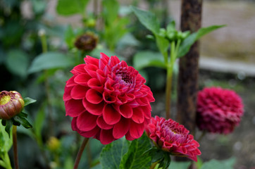 Flowers in the garden