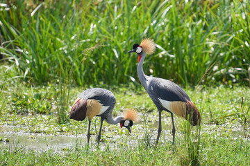 Bird in Murchison falls