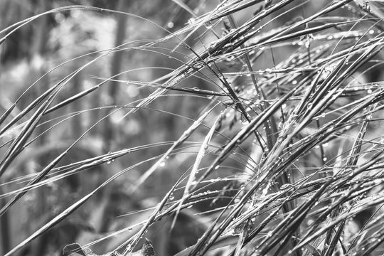 grass in raindrops on a spring or summer morning, black and white photo