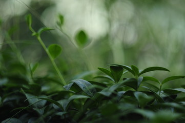 Naklejka premium green leaves background