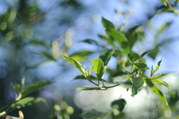 branch of a tree