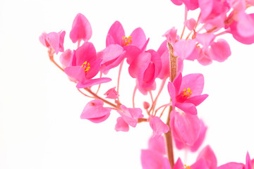 close up of Coral Vine or Antigonon leptopus Hook flower isolated on white background.