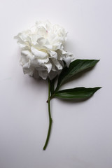 Closeup of beautiful pink and white Peonie flower on light background