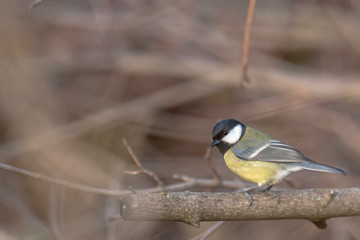 great tit sits in a dense wintry shrubbery