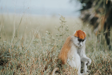 red colobous in Murchison falls