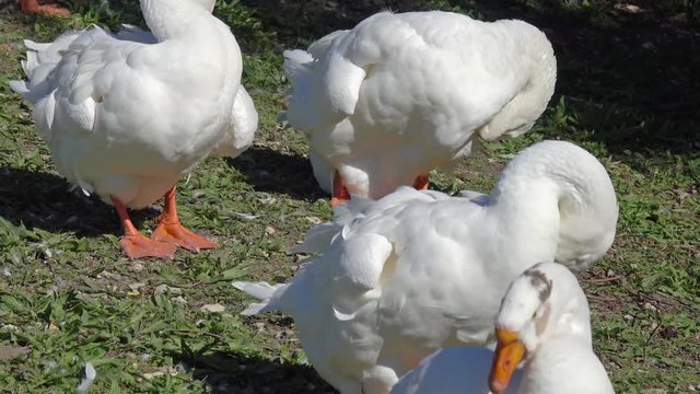 Group of big white geese at summer, 4k