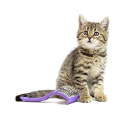 Cute tabby brown kitten sitting near the pet comb and looking to camera isolated on white background. Cat hairstyle, grooming, pet care concept