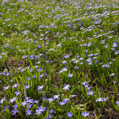 glory-of-the-snow blue blossom