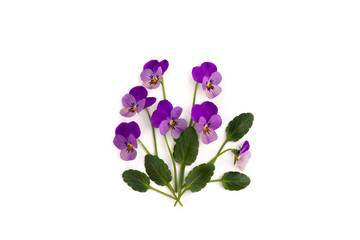 Bouquet of beautiful flowers viola tricolor ( pansy ) on a white background with space for text. Top view, flat lay