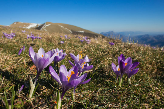 Fioritura dello zafferano maggiore (crocus) nella vetta del Monte Nerone