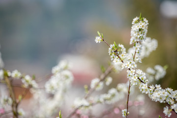 Pear blossom tree flowers close-up in spring in LongQuanYi mountains, Chengdu, China
