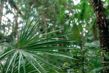 .inside a greenhouse with a large number of different tropical plants, - image