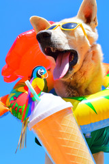 happy dog with sunglasses