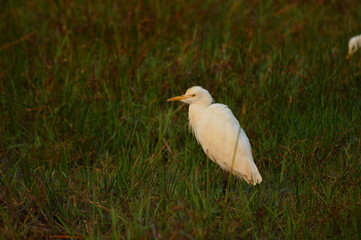 great blue heron in everglades