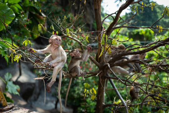 Monkey with baby at Batu Caves Kuala Lumpur