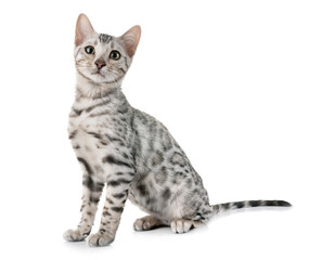 Naklejka premium bengal kitten in studio