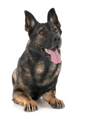 gray german shepherd