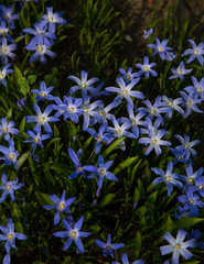 glory-of-the-snow blue blossom