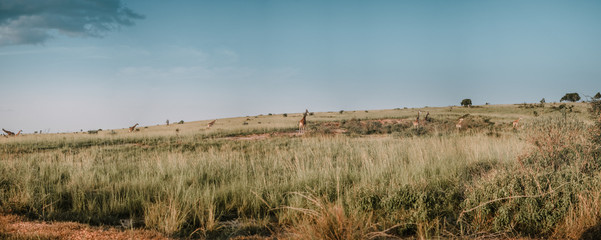 Landscape in Murchison Falls