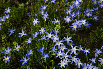 glory-of-the-snow blue blossom
