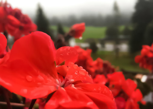 Water Drops On A Red Flower In The Garden
