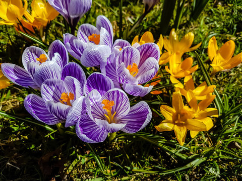 Purple Crocus In Spring