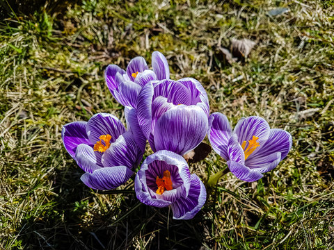 Purple Crocus In Spring