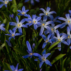 glory-of-the-snow blue blossom