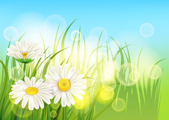 Fototapeta na wymiar Spring flower daisy juicy, chamomiles green grass background Template for banners, web, flyer. Vector illustration isolated.