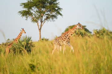 Fototapeta premium Giraffe in African