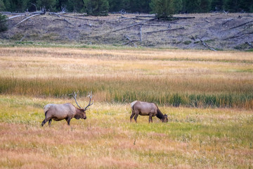 A Bull Elk in Yellowstone National Park, Wyoming