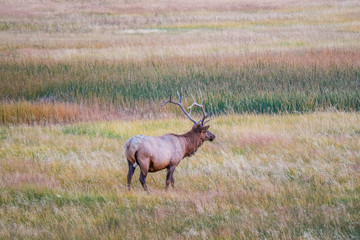 A Bull Elk in Yellowstone National Park, Wyoming