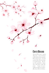 Template watercolor cherry blossom branches hand painted. © Artnizu