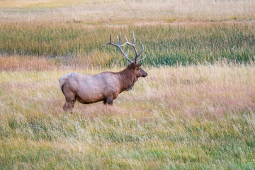 Naklejka na ściany i meble A Bull Elk in Yellowstone National Park, Wyoming