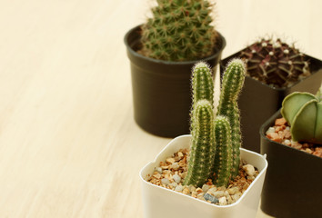 Collection of small cactus or succulent plants on wooden background with copy space.