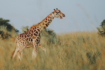 Giraffe in African