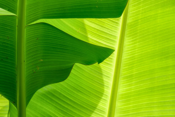 The leaves of the translucent banana tree.