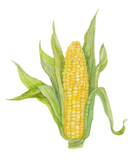 Corn. Watercolor illustration.