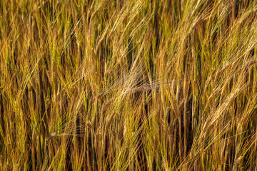 Ripe ears of wheat field as background
