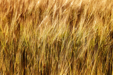 Ripe ears of wheat field as background