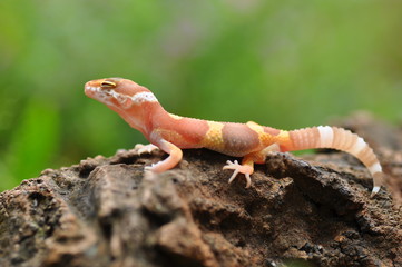 BABY GACKO ORANGE