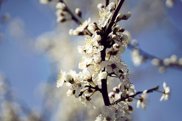 Blühender Baum im Frühling