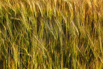 Ripe ears of wheat field as background