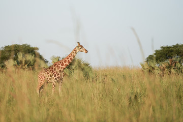 Giraffe in African
