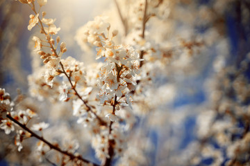 Blühender Baum im Frühling